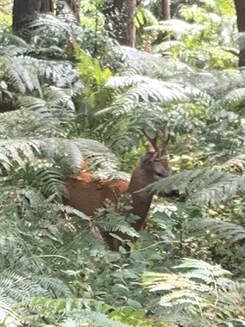 Sika Stag seen in the dog walk