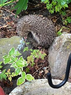hedgehog at warmwell holiday caravan parkPicture